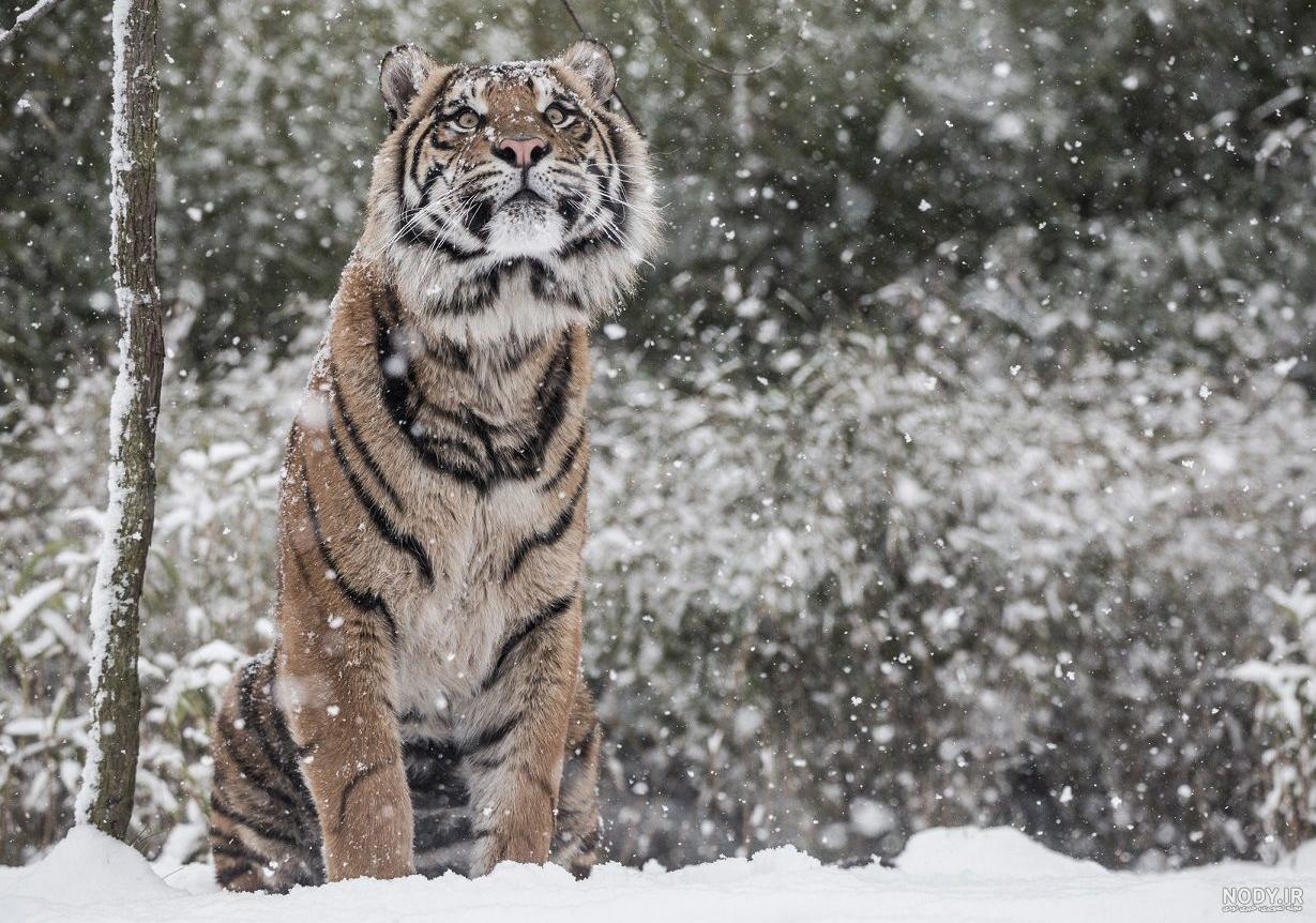 حیوانات عجیب و غریب واقعی در ایران حیوانات عجیب و غریب واقعی در ایران