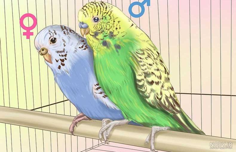 علائم تخمک گذاری مرغ عشق علائم تخمک گذاری مرغ عشق