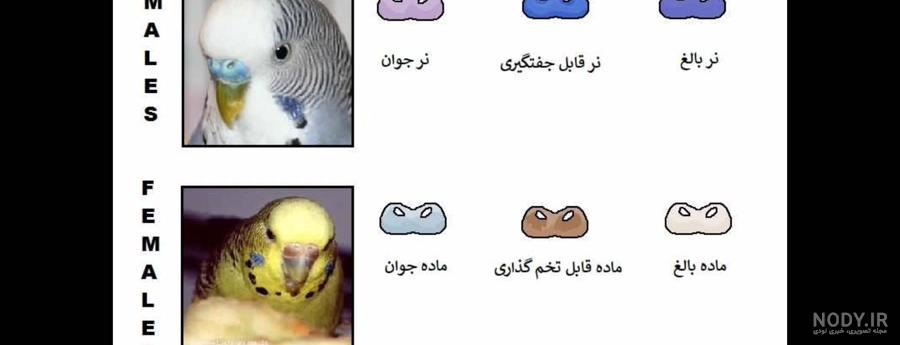 علائم مست شدن مرغ عشق ماده علائم مست شدن مرغ عشق ماده