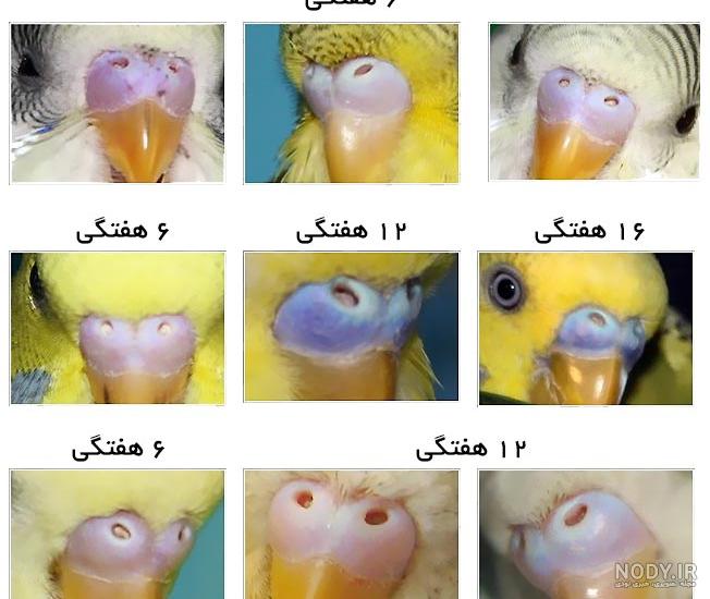 علت جفت نشدن مرغ عشق علت جفت نشدن مرغ عشق