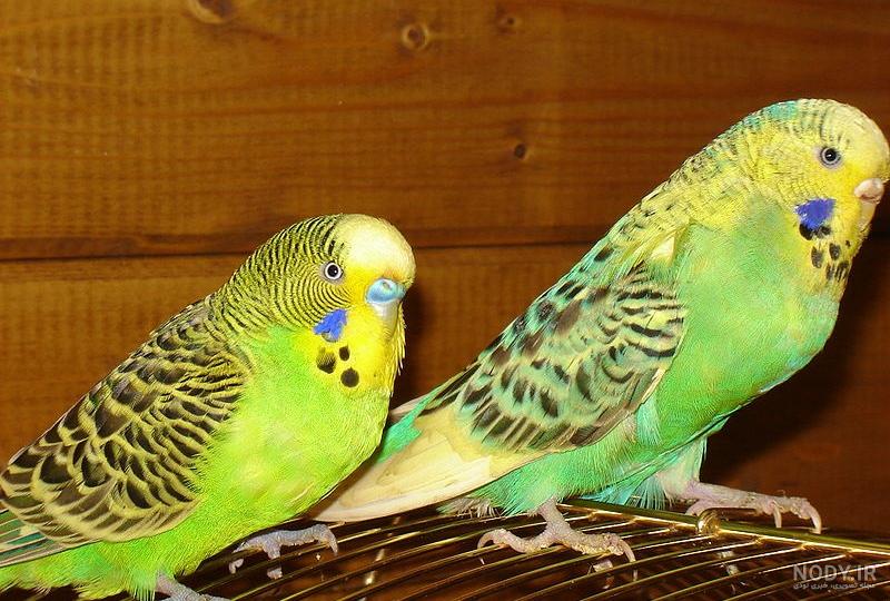 علت دعوای مرغ عشق ماده بانر علت دعوای مرغ عشق ماده بانر