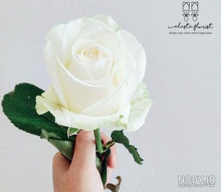عکس طبیعت گل سفید