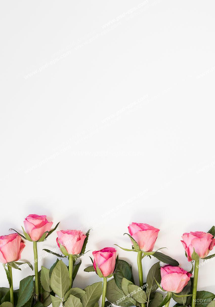 عکس گل رز زرد