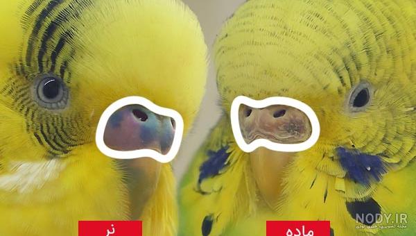 غذای تحریک کننده مرغ عشق غذای تحریک کننده مرغ عشق