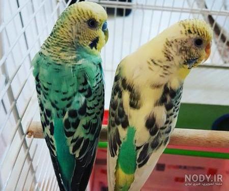 مرغ عشق چند ماهگی بالغ میشود مرغ عشق چند ماهگی بالغ میشود