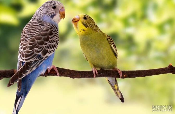 چرا مرغ عشق ماده نر را میزند؟ چرا مرغ عشق ماده نر را میزند؟