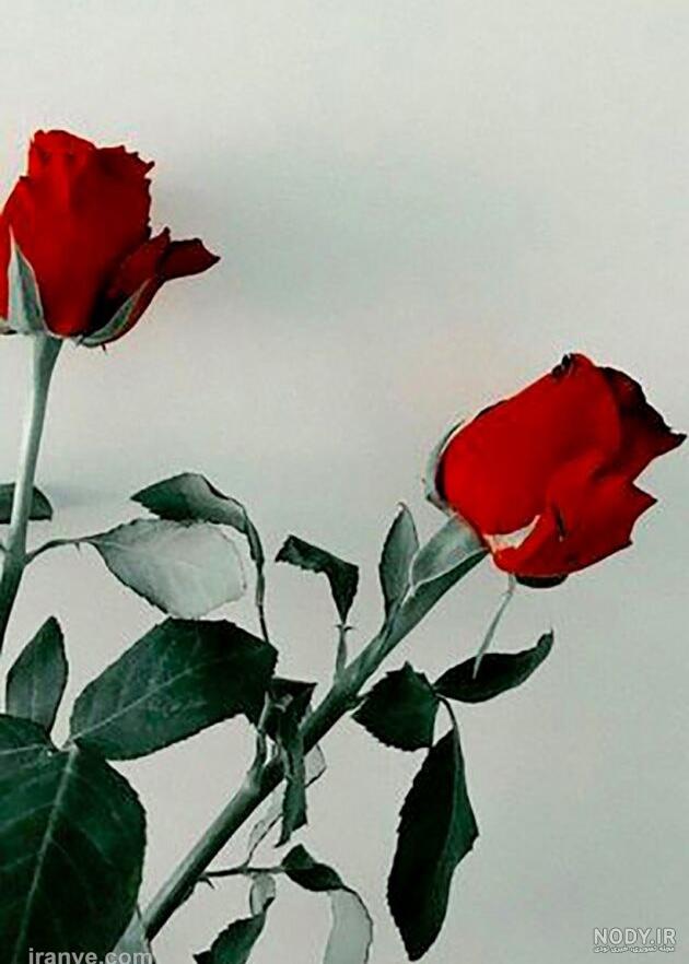 اسامی گلها با عکس اسامی گلها با عکس
