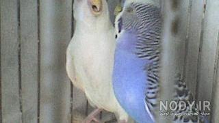 اسکلت مرغ عشق