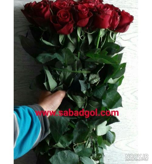 انواع گل گلدانی انواع گل گلدانی