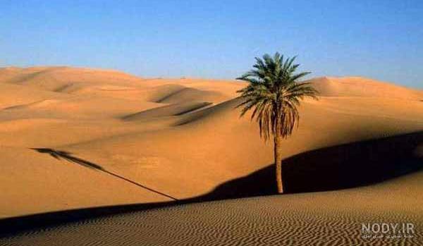 عکس تولد در کویر عکس تولد در کویر