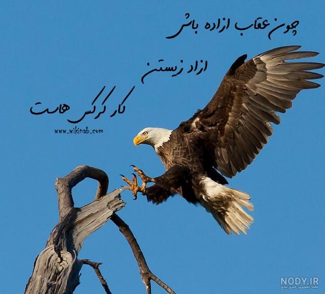 عکس عقاب آتشین