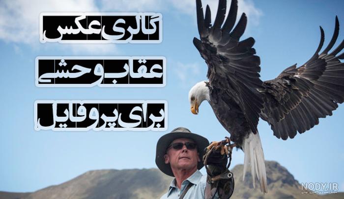 عکس عقاب آتشین