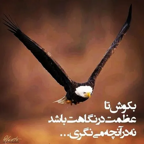 عکس عقاب از روبرو