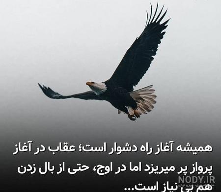 عکس عقاب با نوشته لاتی