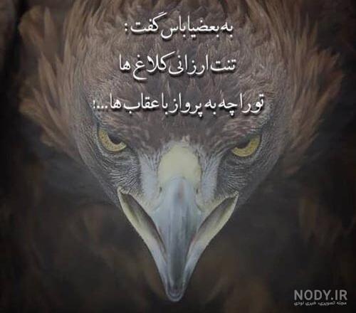 عکس عقاب برای تصویر زمینه
