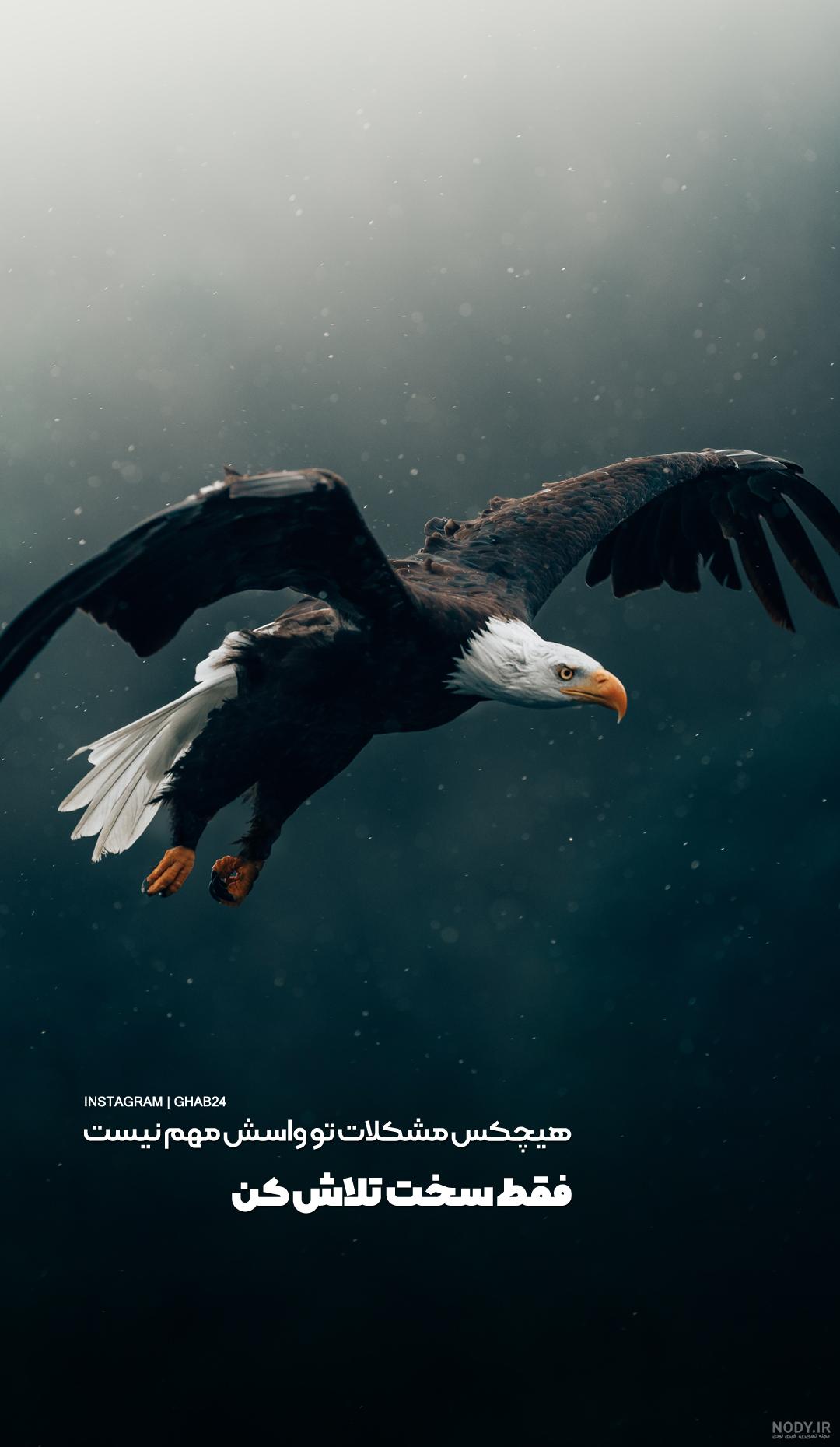 عکس عقاب خنده دار