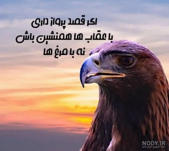 عکس عقاب سفید
