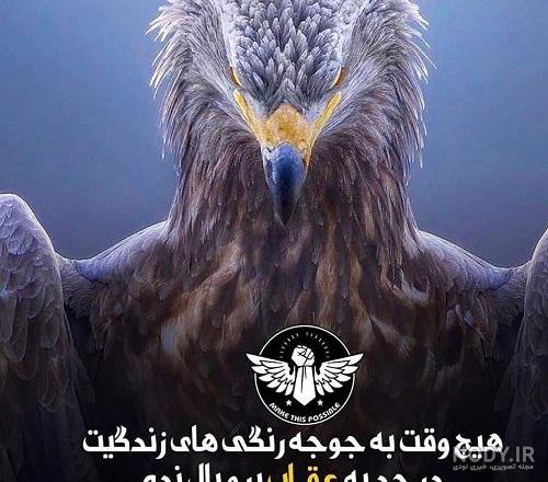 عکس عقاب سیاه