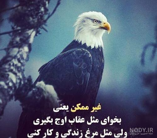 عکس عقاب واقعی