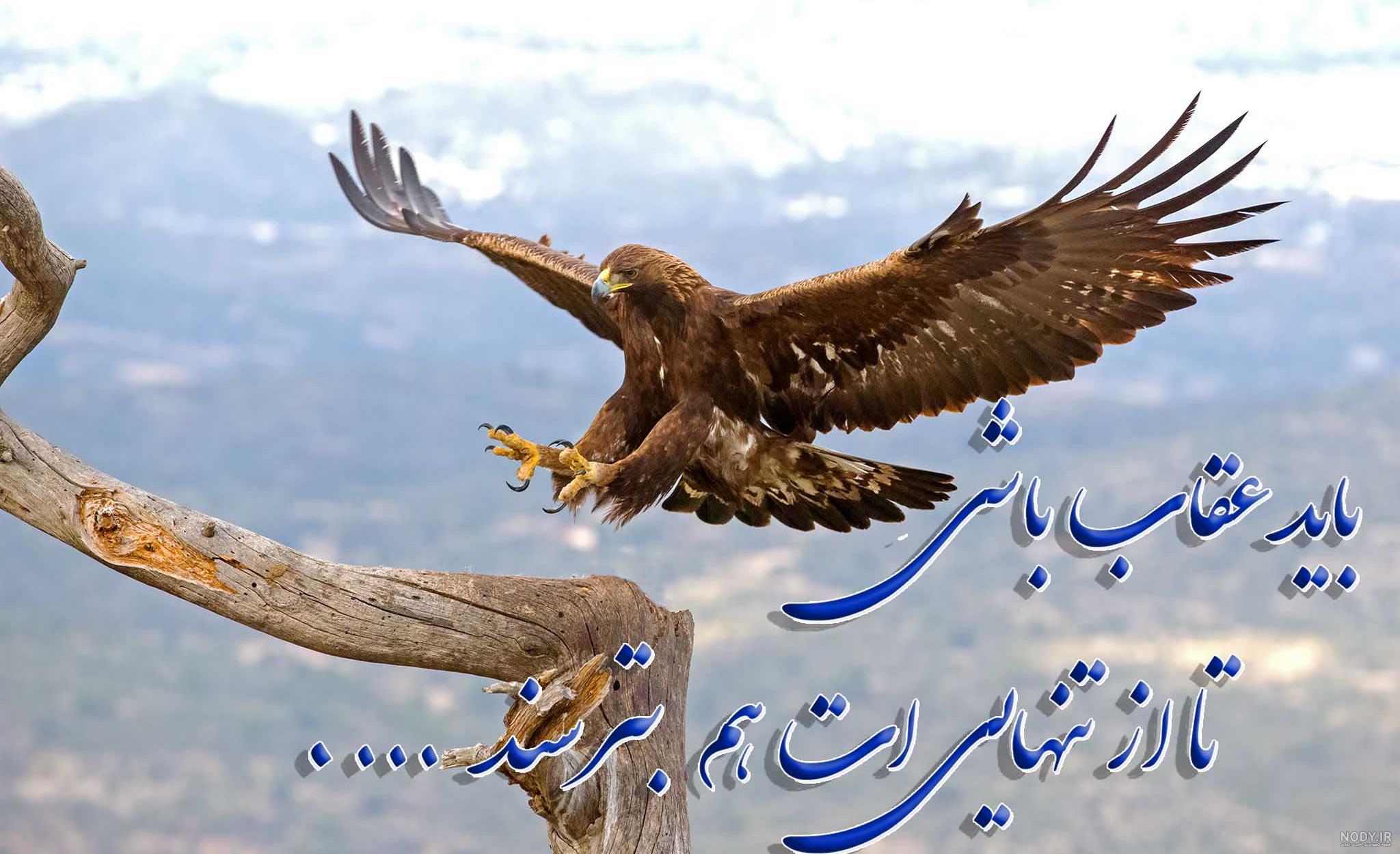 عکس عقاب وحشی