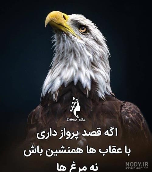 عکس عقاب وحشی
