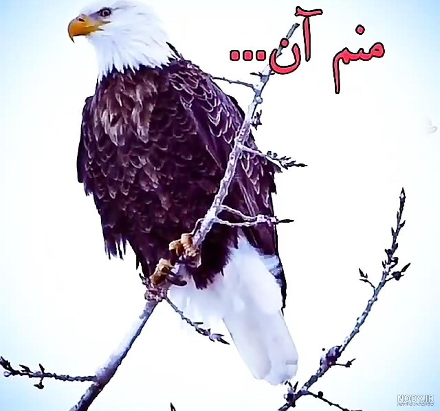 عکس نوشته عقاب همیشه تنهاست