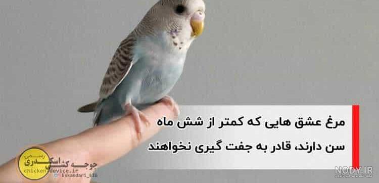 قیمت مرغ عشق در بازار پرندگان تهران قیمت مرغ عشق در بازار پرندگان تهران