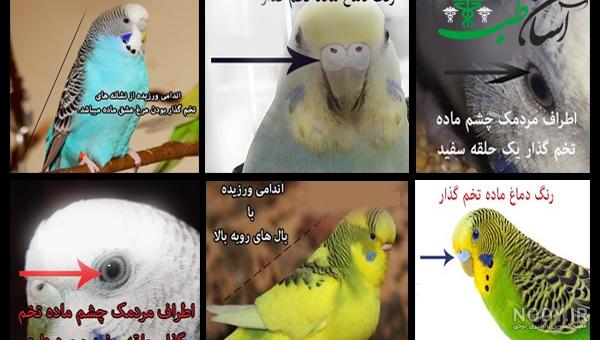 قیمت مرغ عشق نر قیمت مرغ عشق نر