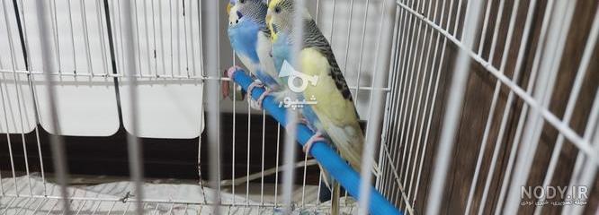 مرغ عشق خوب مرغ عشق خوب