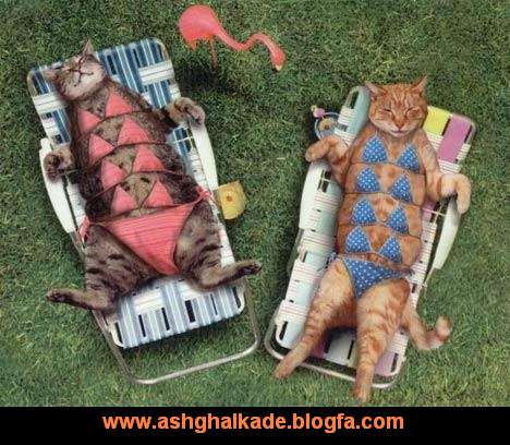 کلیپ خنده دار گربه برای وضعیت واتساپ کلیپ خنده دار گربه برای وضعیت واتساپ