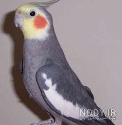 عروس هلندی دوکت البینو
