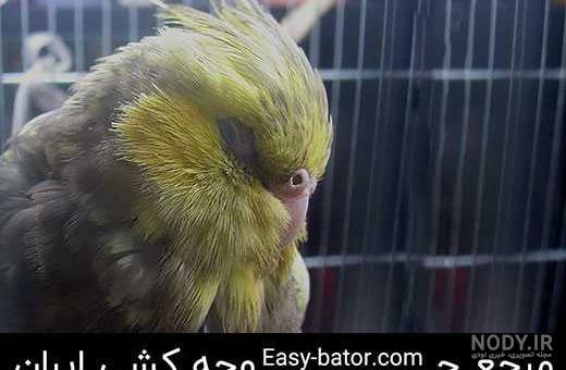 عروس هلندی نژاد سینامون