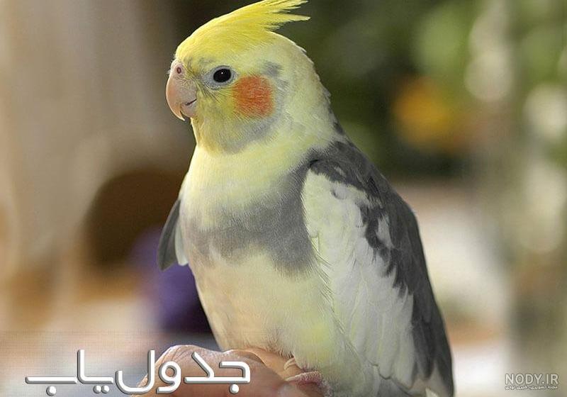 عروس هلندی آهویی
