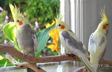 عروس هلندی ابلق نر