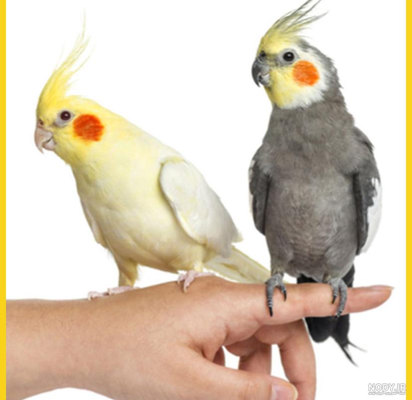 عروس هلندی خاکستری عروس هلندی خاکستری