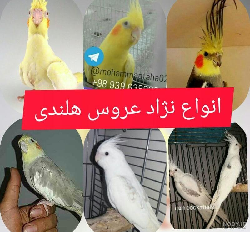 عروس هلندی دارچینی