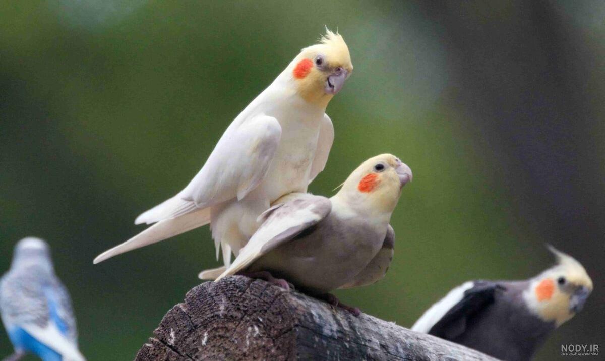 عروس هلندی سینامون عکس