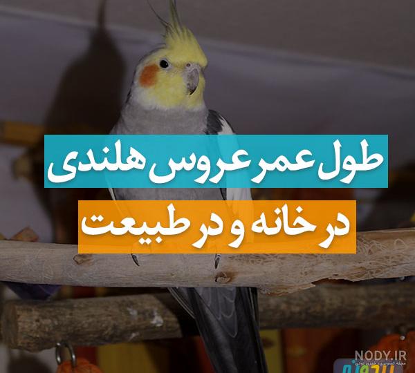 عروس هلندی مرواریدی عروس هلندی مرواریدی