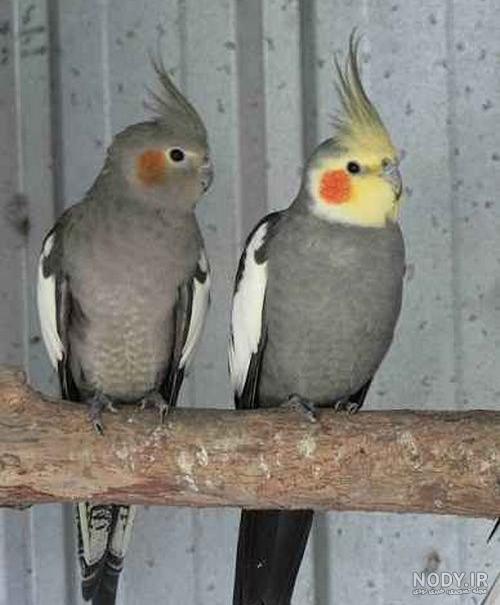 عکس عروس هلندی ابلق
