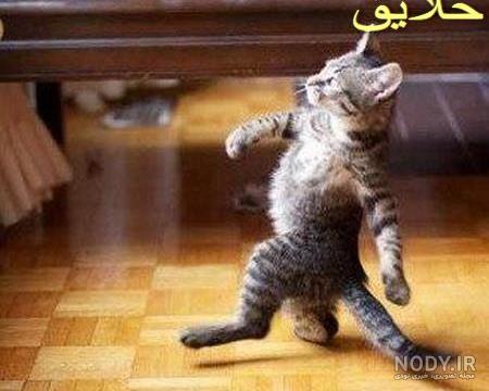 عکس های خنده دار از گربه عکس های خنده دار از گربه
