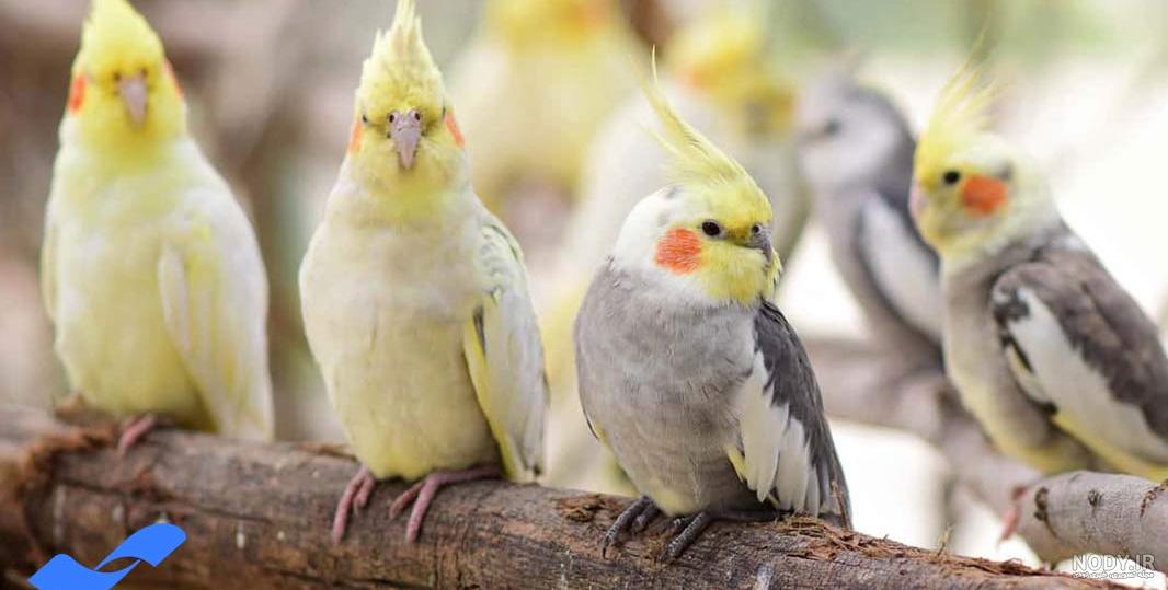 قیمت عروس هلندی 3 ماهه