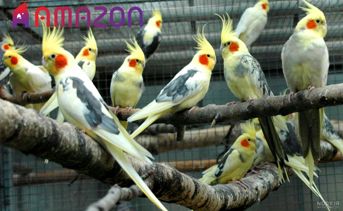 قیمت عروس هلندی ارزان