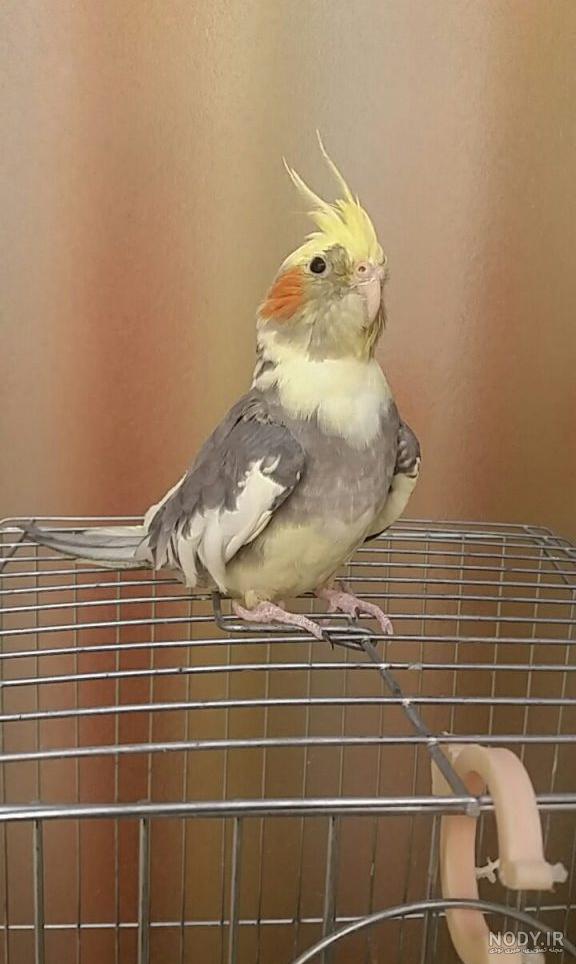 قیمت عروس هلندی وحشی