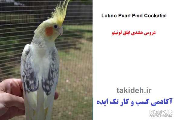 قیمت عروس هلندی گل باقالی