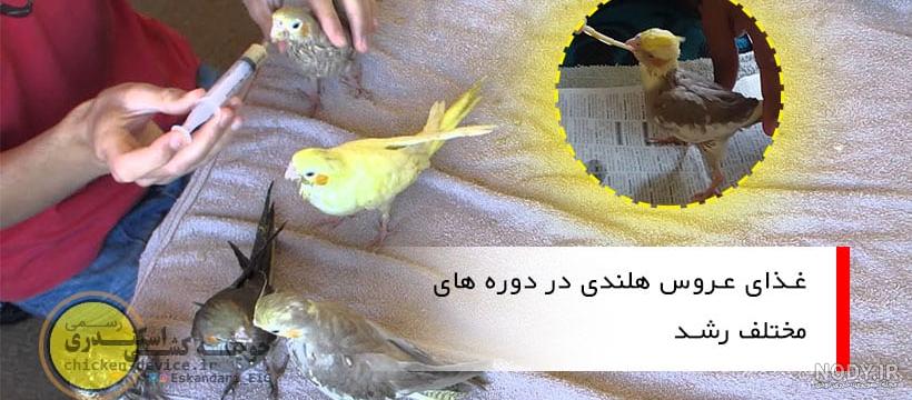 برنامه غذایی عروس هلندی نر