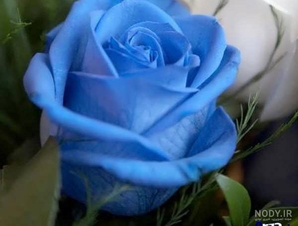 رز آبی هلندی رز آبی هلندی