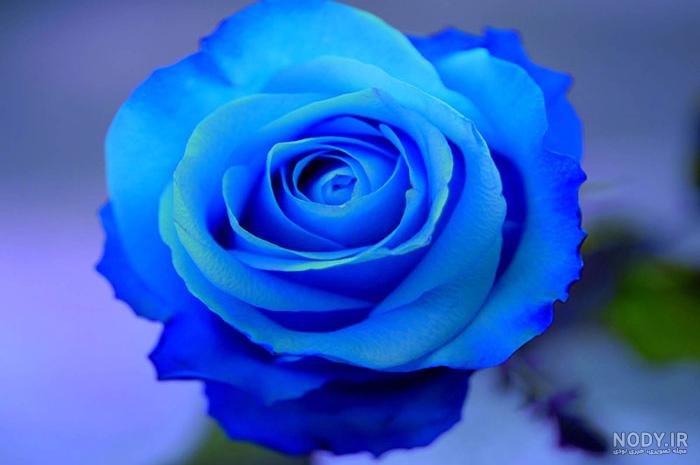 رز ابی کم رنگ رز ابی کم رنگ