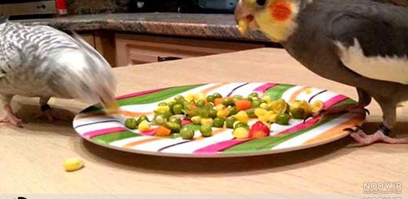 ظرف غذای کبوتر