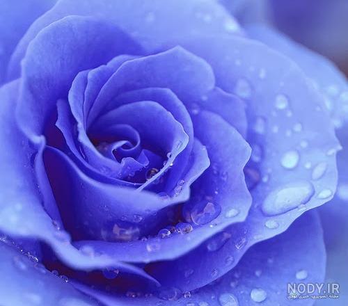 عکس گل آبی برای پروفایل واتساپ عکس گل آبی برای پروفایل واتساپ