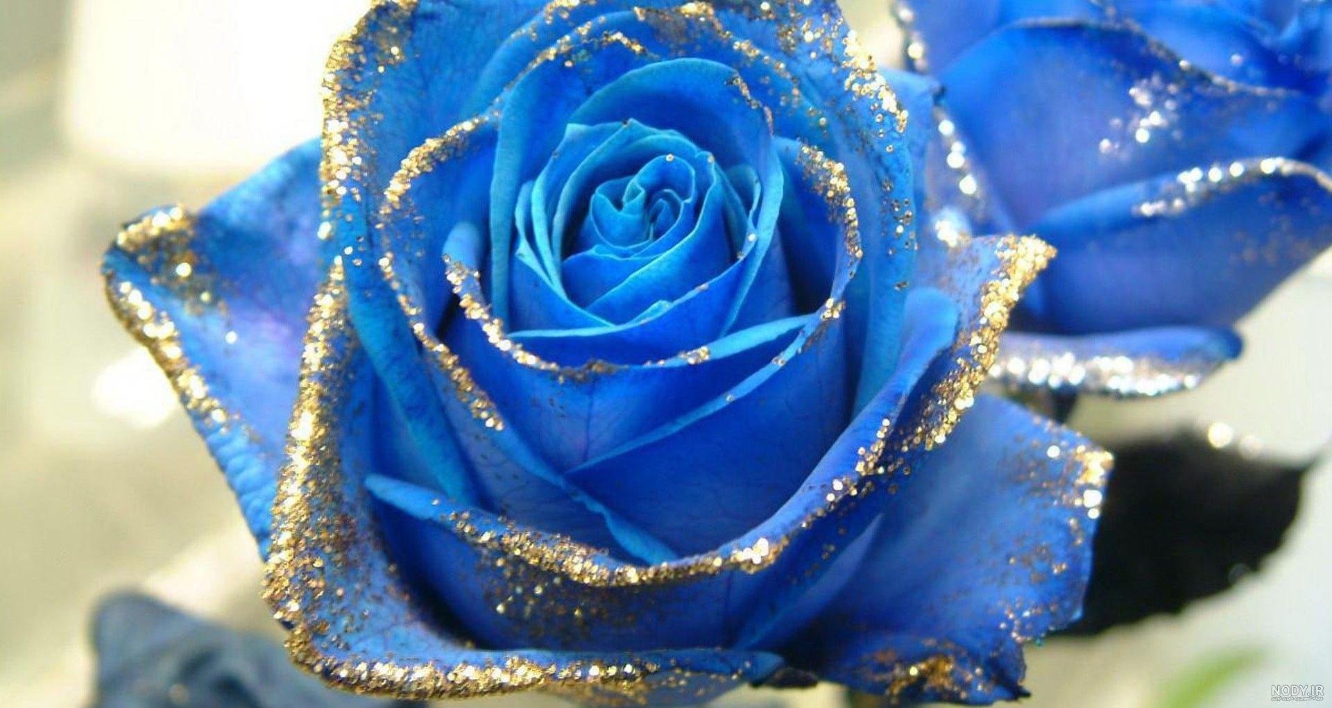 عکس گل رز ابی و مشکی عکس گل رز ابی و مشکی